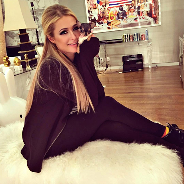 Nuovo cane per Paris Hilton Nuovo cane per Paris Hilton
